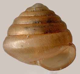 VA_LandSnails
